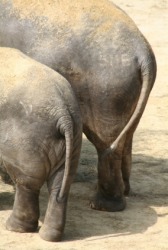 The haunches of a pair of elephants. The haunches of a pair of elephants.