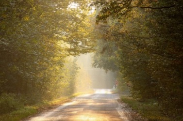 A back road through the woods. A back road through the woods.