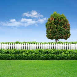 Hedges against a white fence. Hedges against a white fence.