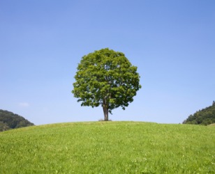 A tree on a hilltop. A tree on a hilltop.