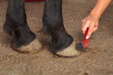 A woman cleaning the hoof of her horse. A woman cleaning the hoof of her horse.