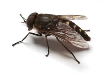 A horse fly. A horse fly.