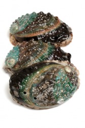 These are three abalones. These are three abalones.