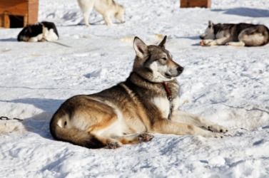 A husky relaxing in the snow. A husky relaxing in the snow.