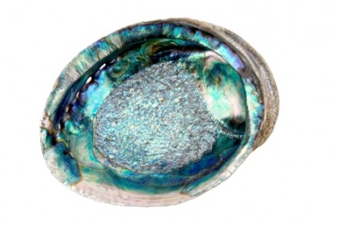 An iridescent abalone shell. An iridescent abalone shell.