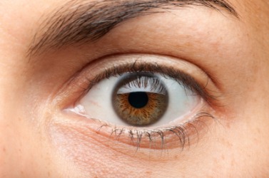 Close up of a brown iris. Close up of a brown iris.