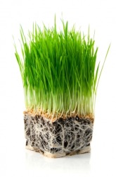 Wheat grass gets its nutrients from these roots. Wheat grass gets its nutrients from these roots.