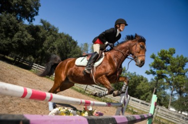 This horse is a jumper. This horse is a jumper.