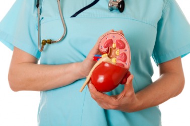 A nurse holding a model of the human kidney. A nurse holding a model of the human kidney.