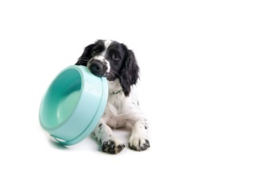 This dog acts like he's hungry. This dog acts like he's hungry.