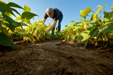 A farmer toils in his field. A farmer toils in his field.