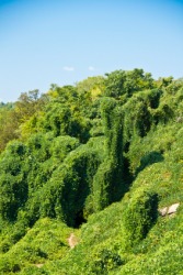 Trees covered by the Kudzu weed. Trees covered by the Kudzu weed.