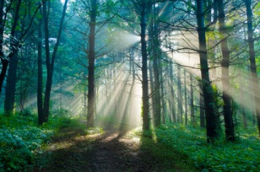 Threads of sunlight streaming through the trees. Threads of sunlight streaming through the trees.