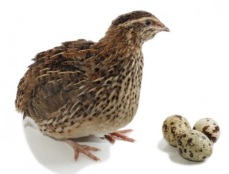 A quail will lay eggs. A quail will lay eggs.