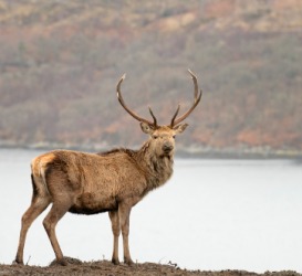 A wild Scottish red deer stag. A wild Scottish red deer stag.