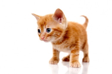 A cute little pussy cat. A cute little pussy cat.