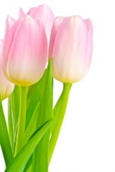 Tulips are a perennial flower. Tulips are a perennial flower.