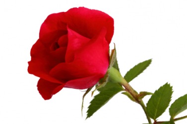 An individual rose. An individual rose.