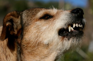 A dog growls. A dog growls.