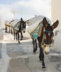 Laden pack mules. Laden pack mules.