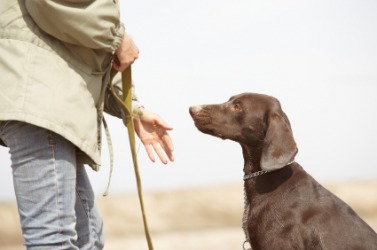 An obedient dog with his trainer. An obedient dog with his trainer.