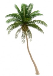 A coconut palm tree. A coconut palm tree.