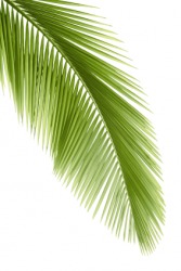 A single palm leaf. A single palm leaf.