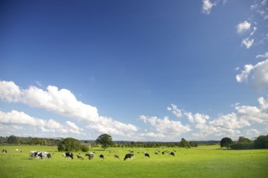 Cows grazing in a large pasture. Cows grazing in a large pasture.