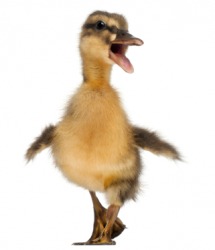 Quack is the sound a duck makes. Quack is the sound a duck makes.