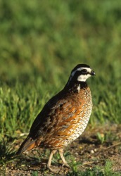 A male bobwhite quail. A male bobwhite quail.
