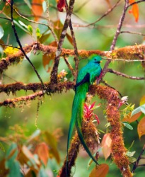 A beautiful male quetzal. A beautiful male quetzal.