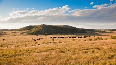 Buffalo graze on a savanna. Buffalo graze on a savanna.