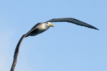 An albatross in flight. An albatross in flight.