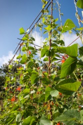 Beans growing on a beanstalk. Beans growing on a beanstalk.
