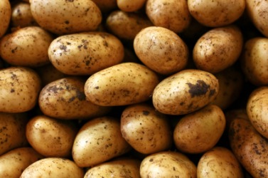 A pile of potatoes. A pile of potatoes.
