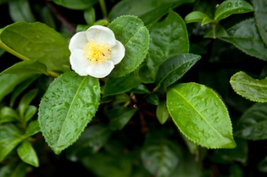 A flowering tea plant. A flowering tea plant.
