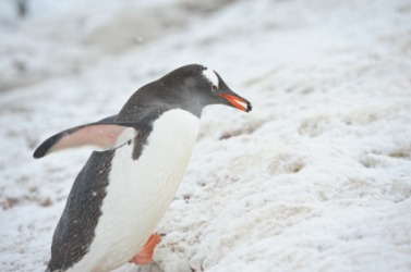A penguin also waddles. A penguin also waddles.