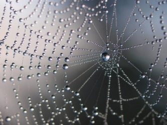 Water drops on a spider web. Water drops on a spider web.