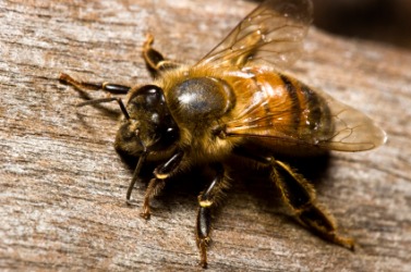 Closeup of a bee. Closeup of a bee.