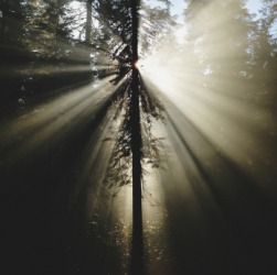 Light is abiotic. Light is abiotic.