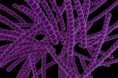 Streptococci bacteria. Streptococci bacteria.
