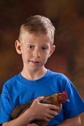 A boy holds a banty hen. A boy holds a banty hen.