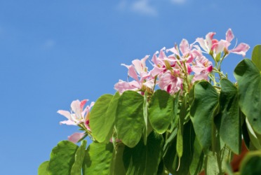 The flowering bauhinia. The flowering bauhinia.