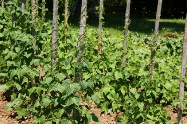 Beans growing on a beanpole. Beans growing on a beanpole.