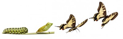 A caterpillar becomes a butterfly. A caterpillar becomes a butterfly.