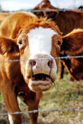 A bellowing cow. A bellowing cow.