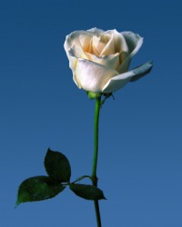 A lovely blue rose. A lovely blue rose.