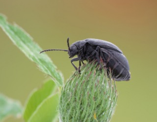 A beetle sitting on a flower. A beetle sitting on a flower.