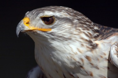 This night hawk is an example of a brevirostrate. This night hawk is an example of a brevirostrate.