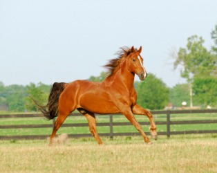 A cantering horse. A cantering horse.